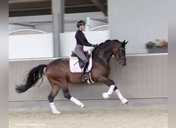 Oldenburg, Gelding, 5 years, 16,1 hh, Brown