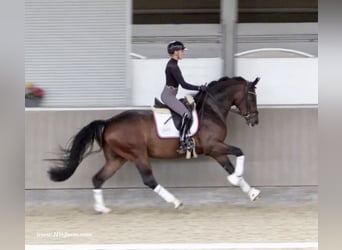 Oldenburg, Gelding, 5 years, 16,1 hh, Brown