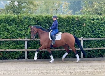 Oldenburg, Gelding, 5 years, 16.1 hh, Brown