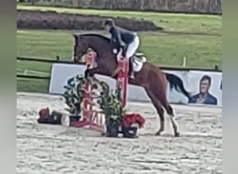 Oldenburg, Gelding, 5 years, 16.1 hh, Brown