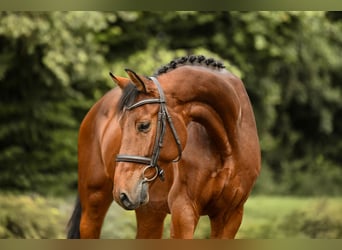 Oldenburg, Gelding, 5 years, 16.1 hh, Brown Oldenburg, Gelding, 5 years, 16.1 hh, Brown