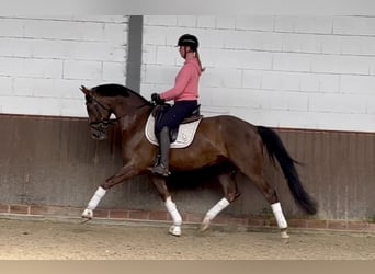 Oldenburg, Gelding, 5 years, 16.1 hh, Chestnut