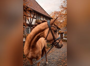 Oldenburg, Gelding, 5 years, 16.1 hh, Chestnut-Red