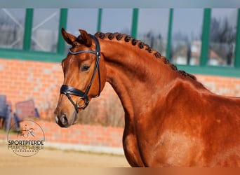 Oldenburg, Gelding, 5 years, 16.1 hh, Chestnut-Red
