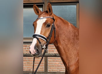 Oldenburg, Gelding, 5 years, 16,1 hh, Chestnut-Red