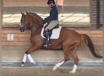 Oldenburg, Gelding, 5 years, 16,1 hh, Chestnut-Red