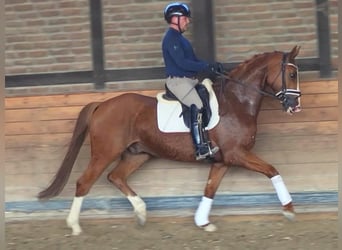 Oldenburg, Gelding, 5 years, 16,1 hh, Chestnut-Red