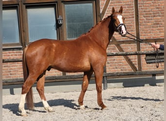 Oldenburg, Gelding, 5 years, 16,1 hh, Chestnut-Red