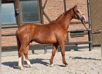 Oldenburg, Gelding, 5 years, 16,1 hh, Chestnut-Red