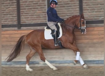 Oldenburg, Gelding, 5 years, 16,1 hh, Chestnut-Red