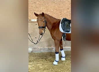 Oldenburg, Gelding, 5 years, 16,1 hh, Chestnut-Red