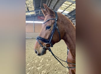 Oldenburg, Gelding, 5 years, 16,1 hh, Chestnut-Red