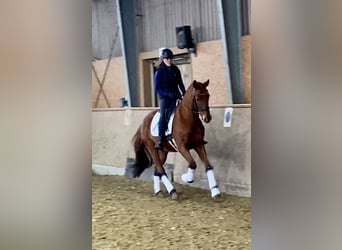 Oldenburg, Gelding, 5 years, 16,1 hh, Chestnut-Red