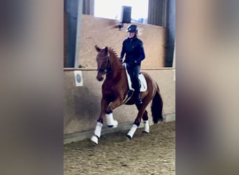 Oldenburg, Gelding, 5 years, 16,1 hh, Chestnut-Red