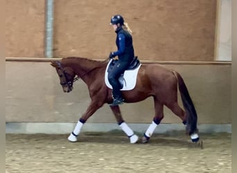 Oldenburg, Gelding, 5 years, 16,1 hh, Chestnut-Red