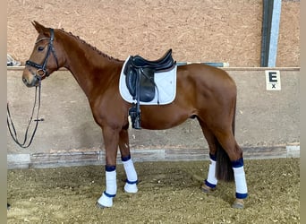 Oldenburg, Gelding, 5 years, 16,1 hh, Chestnut-Red