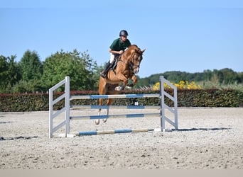 Oldenburg, Gelding, 5 years, 16.1 hh, Chestnut-Red Oldenburg, Gelding, 5 years, 16.1 hh, Chestnut-Red