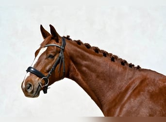 Oldenburg, Gelding, 5 years, 16.1 hh, Chestnut