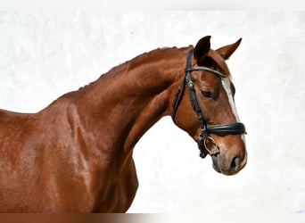 Oldenburg, Gelding, 5 years, 16.1 hh, Chestnut