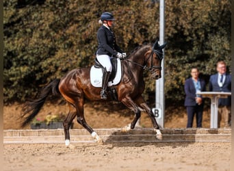Oldenburg, Gelding, 5 years, 16.1 hh, Smoky-Black