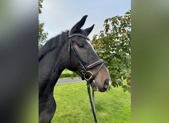 Oldenburg, Gelding, 5 years, 16.2 hh, Bay-Dark
