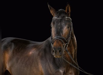 Oldenburg, Gelding, 5 years, 16.2 hh, Bay-Dark