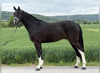 Oldenburg, Gelding, 5 years, 16.2 hh, Bay-Dark