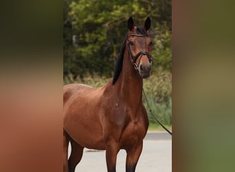 Oldenburg, Gelding, 5 years, 16.2 hh, Bay
