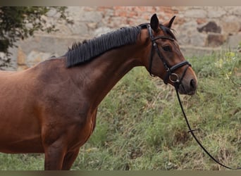 Oldenburg, Gelding, 5 years, 16.2 hh, Bay