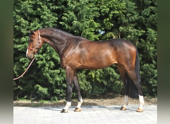 Oldenburger, Wallach, 5 Jahre, 16,2 hh, Rotbrauner