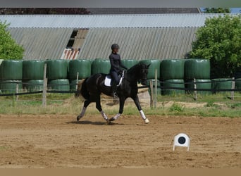 Oldenburg, Gelding, 5 years, 16.2 hh, Black