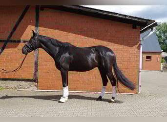 Oldenburg, Gelding, 5 years, 16.2 hh, Black