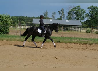 Oldenburg, Gelding, 5 years, 16.2 hh, Black