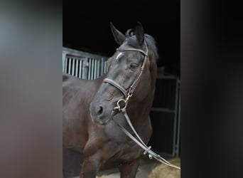 Oldenburg, Gelding, 5 years, 16.2 hh, Black