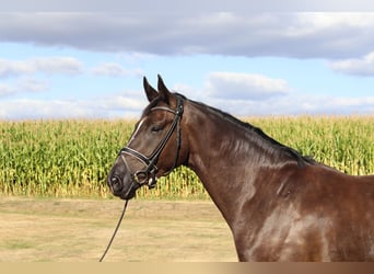 Oldenburg, Gelding, 5 years, 16.2 hh, Black