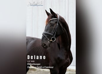 Oldenburg, Gelding, 5 years, 16,2 hh, Black