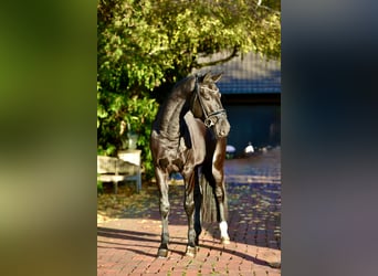 Oldenburg, Gelding, 5 years, 16.2 hh, Black