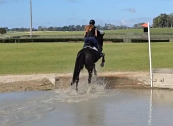 Oldenburg, Gelding, 5 years, 16,2 hh, Black