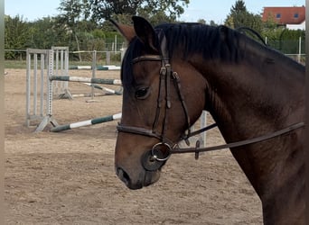 Oldenburg, Gelding, 5 years, 16.2 hh, Brown