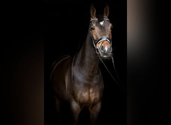 Oldenburg, Gelding, 5 years, 16.2 hh, Brown