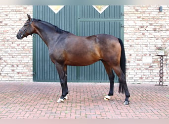 Oldenburg, Gelding, 5 years, 16.2 hh, Brown