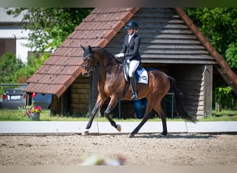 Oldenburg, Gelding, 5 years, 16.2 hh, Brown