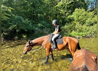 Oldenburg, Gelding, 5 years, 16.2 hh, Brown