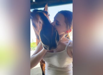 Oldenburg, Gelding, 5 years, 16.2 hh, Brown