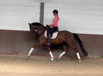 Oldenburg, Gelding, 5 years, 16,2 hh, Chestnut