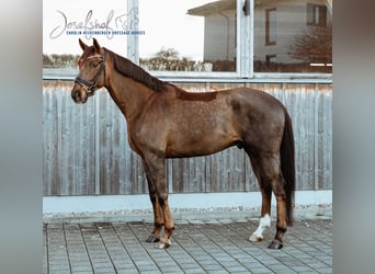 Oldenburg, Gelding, 5 years, 16.2 hh, Chestnut