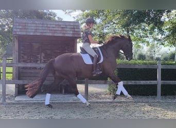 Oldenburg, Gelding, 5 years, 16.2 hh, Chestnut