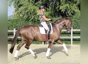Oldenburg, Gelding, 5 years, 16.2 hh, Chestnut