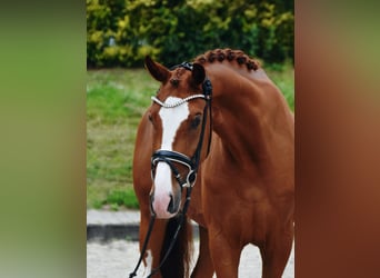 Oldenburg, Gelding, 5 years, 16.2 hh, Chestnut-Red