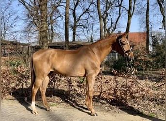 Oldenburg, Gelding, 5 years, 16,2 hh, Chestnut-Red